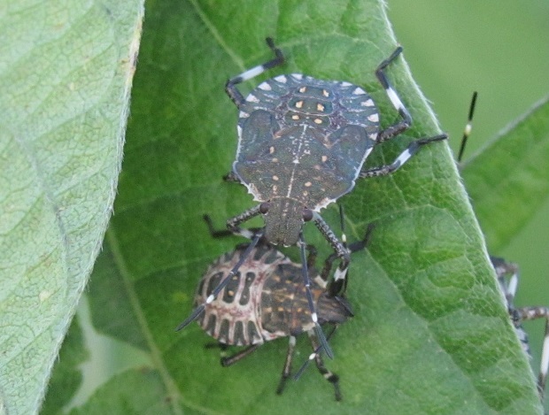 Pentatomidae:  ninfe di Halyomorpha halys